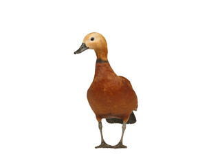 ruddy shelduck isolated on white background