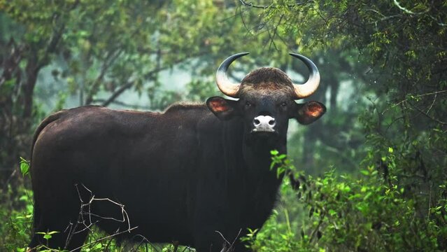 Indian Gaur looking at camera -Mudumalai Tiger reserve