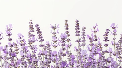 Naklejka premium Fine lavender blooms isolated on a white backdrop
