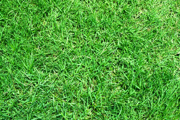 green grass natural background texture