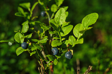 Borówki leśne smaczne czarne jagody rosnące latem w lesie © KoLesfot