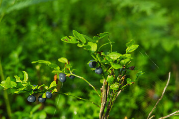 Borówki leśne smaczne czarne jagody rosnące latem w lesie © KoLesfot