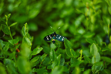 Motyl oblaczek granatek występuje latem w lasach © KoLesfot