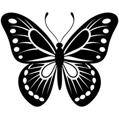 butterfly illustration