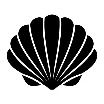 seashell illustration