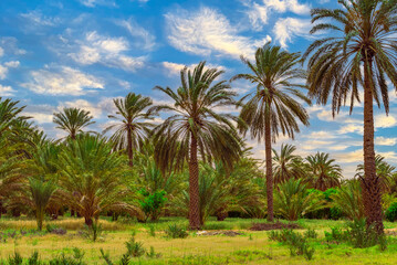 Landscape of a palm grove in Ksar Ghilane, Tunisia, under a blue and cloudy sky.