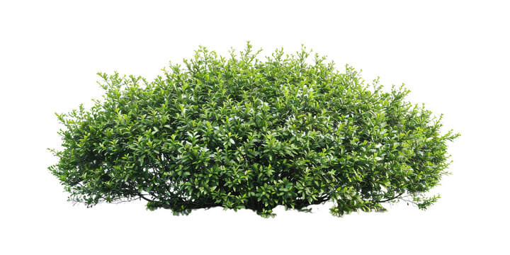 green bushes isolated on transparent background - Powered by Adobe