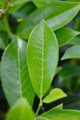 Laurel cherry leaves