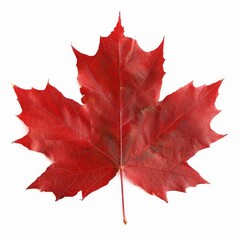 Maple Leaf Isolated. Vibrant Red Leaf in Autumn Seasonal Isolation