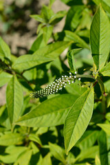 Gooseneck loosestrife flower buds