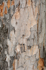 Silver maple bark detail