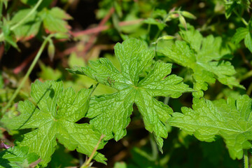 Cranesbill Rose Clair leaves