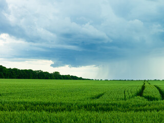 Storm clouds on a field of green wheat on a summer day.