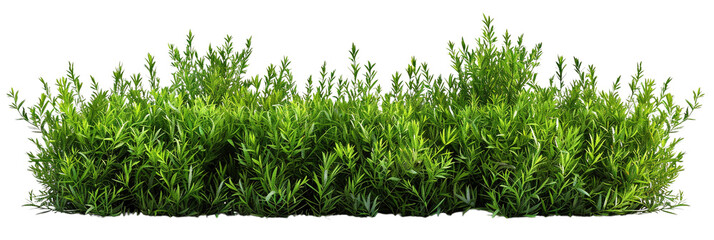 elongated green bushes isolated on transparent background