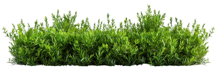 elongated green bushes isolated on transparent background