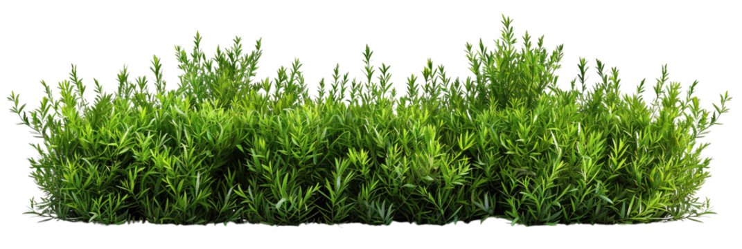 elongated green bushes isolated on transparent background