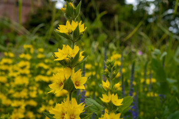 yellow flowers in the meadow