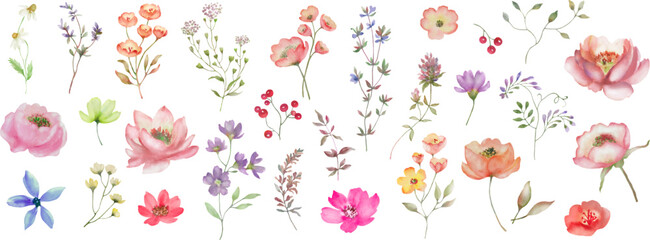 Watercolor floral set. Hand drawn illustration isolated on white background. Vector EPS. © Alla