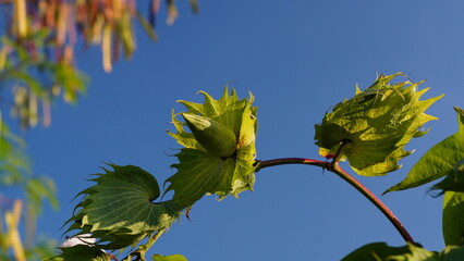 Green Cotton Ball Gossypium Herbaceum on blue sky background