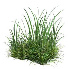 Obraz premium Green grass isolated Png