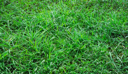 Natural green grass texture background