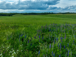 field and blue sky