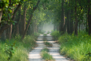 Green forest landscape of a jungle in India.