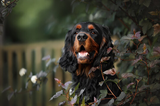 happy gordon setter dog portrait outdoors in summer