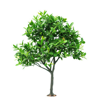 small green tree isolated on transparent background