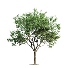 lush green tree isolated on transparent background