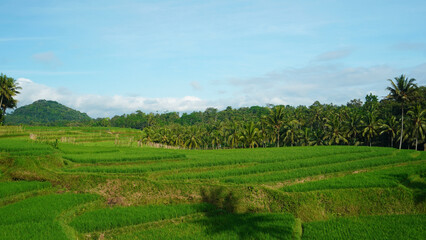 Obraz premium morning in terraced rice fields