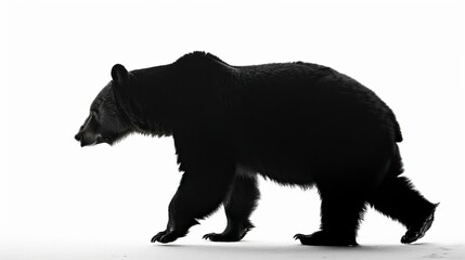 Fototapeta premium silhouette bear isolated on white background, Bear Drawing