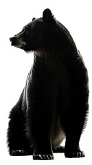 Obraz premium silhouette bear isolated on white background, Bear Drawing