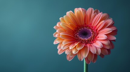 A single orange flower is the main focus of the image