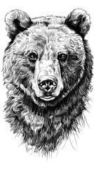 Vector pen and ink hand drawn illustration of a bear head portrait facing forward, Bear Drawing