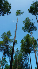 Fototapeta premium tall pine trees