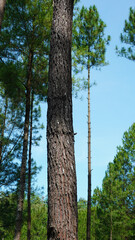 Fototapeta premium trees in the woods
