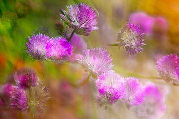 Chive Flowers with soft focus