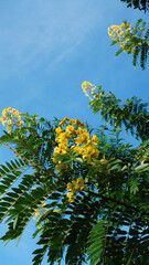 Yellow flowers of Senna spectabilis on a tree with dense leaves on a blue sky background