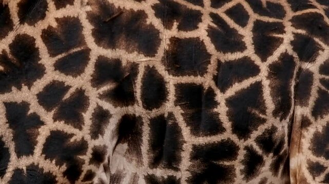 Impressive dark markings on a male southern giraffe