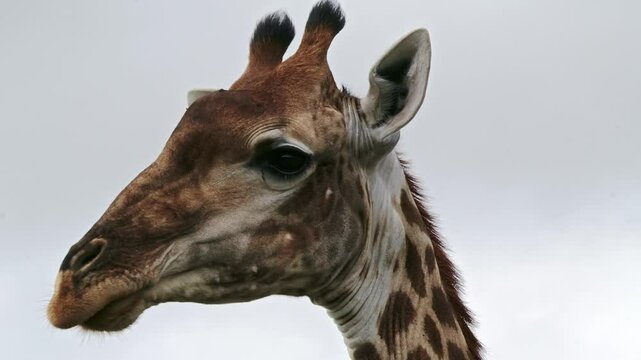 Close up of a beautiful female Southern giraffe with long eye lashes and a distinctive 'follow me' patch behind the ears