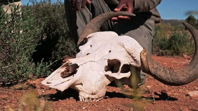 Skull of a dead female African buffalo with horns being handles by a game ranger