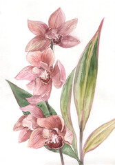 Pink orchid flower drawn in watercolor isolated