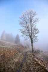 Experience the tranquil misty autumn scene with a frostcovered tree next to a peaceful path