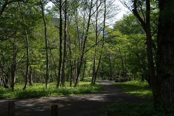 Obraz premium 上高地・美しい緑の散歩道