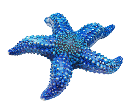 Blue starfish isolated on transparent background