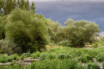 Bernesga River and riverbank vegetation on a stormy day, León, Spain.
