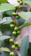 fruit of Bridelia stipularis on a tree