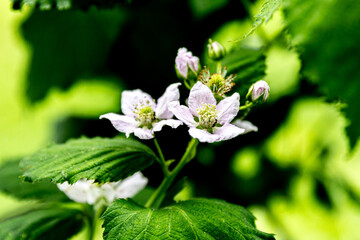 Flowers in the garden