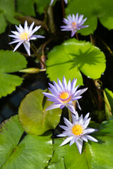 Flowers in the garden